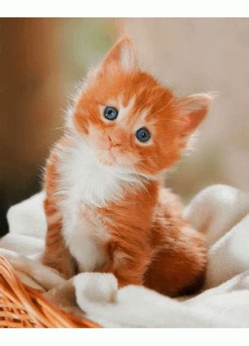 cute kitties gif|adorable kitten gif.